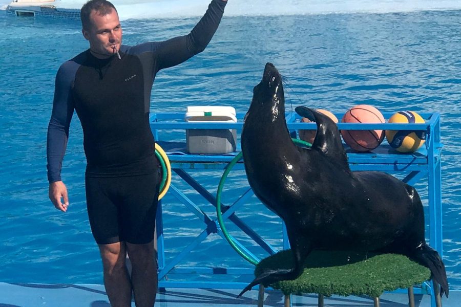 Dolphin Show & Swim with Dolphins