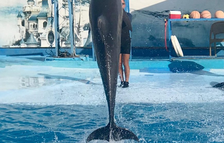 Dolphin Show & Swim with Dolphins