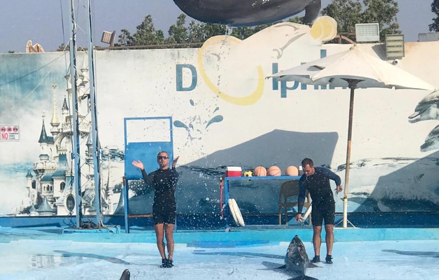 Dolphin Show & Swim with Dolphins
