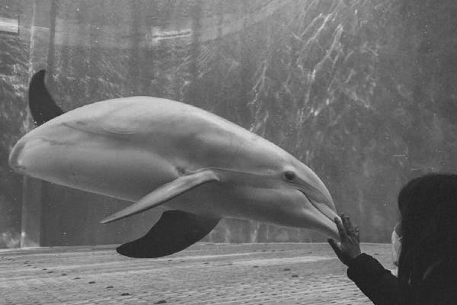 Dolphin House
