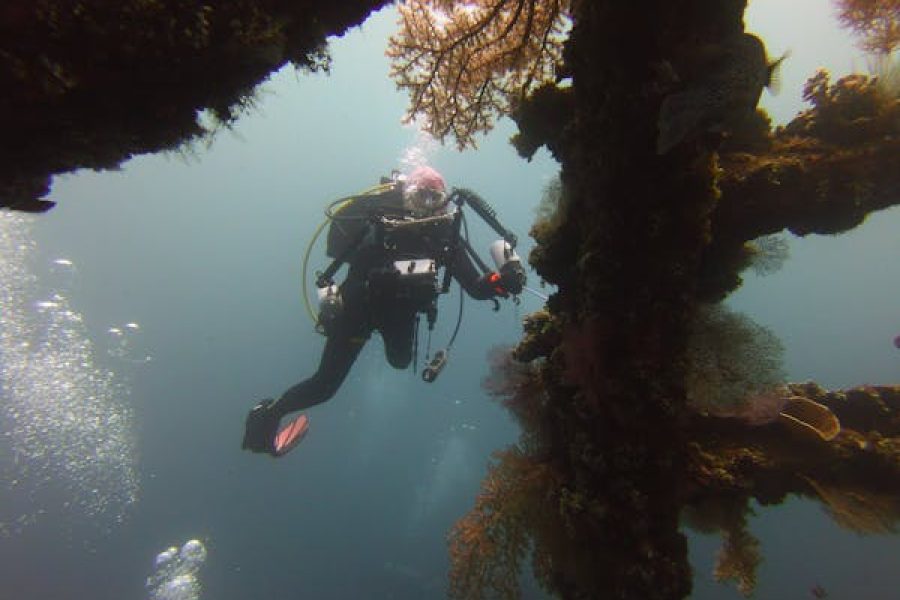 Daily Diving