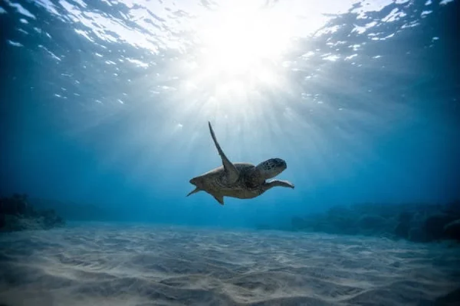 Abu Dabbab – Turtle Beach